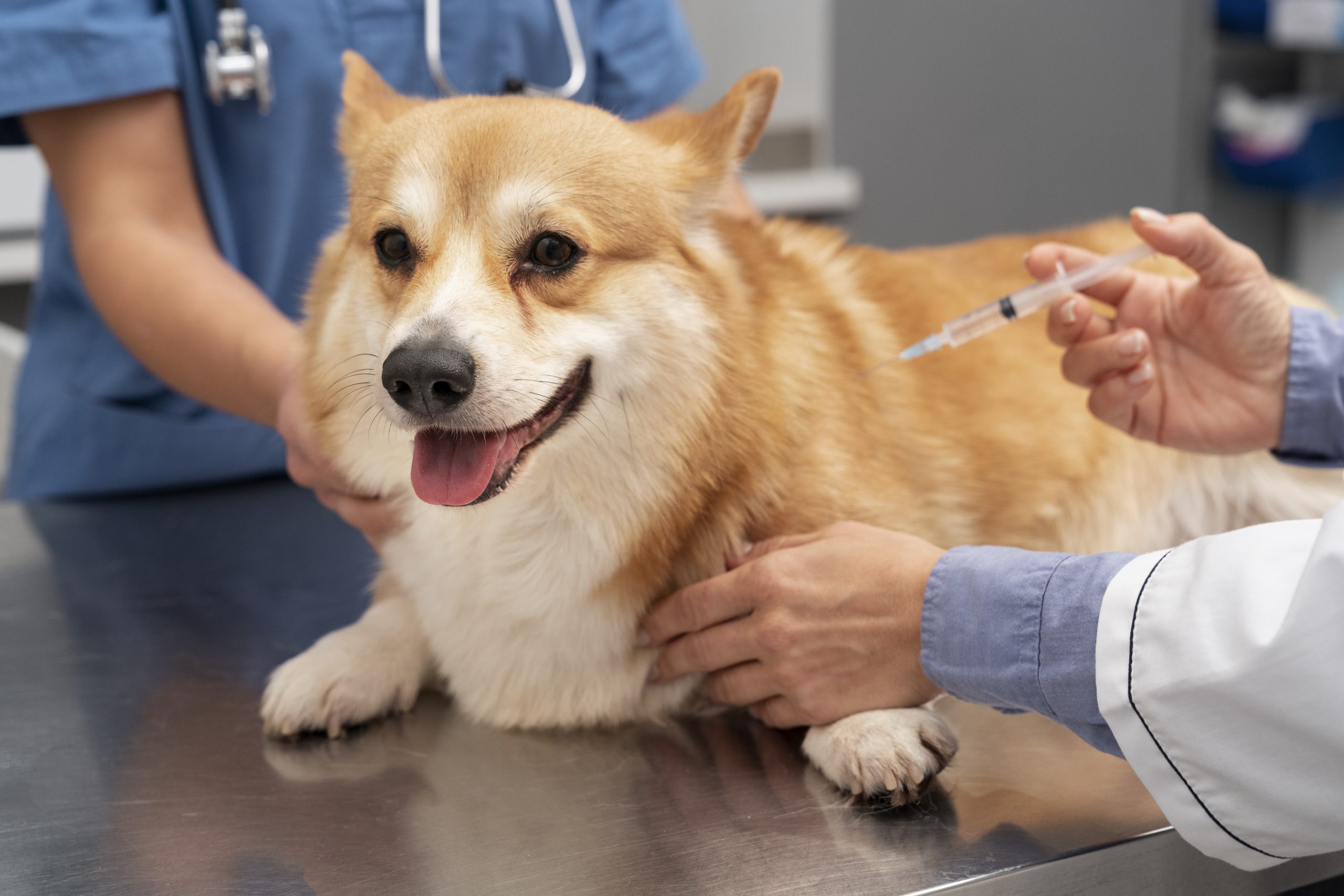 veterinarian-taking-care-pet-dog The Lepto vaccine helps to prevent pets from catching the leptospirosis vaccine.