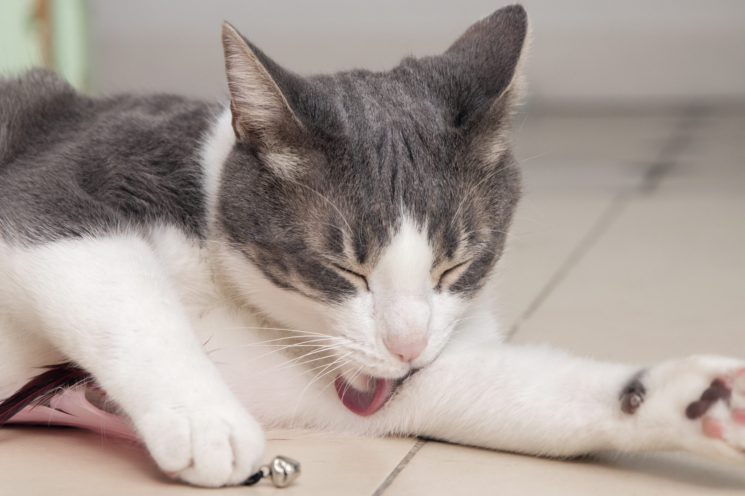 adorable-kitty-cleaning-herself-home Scratching, grooming, irritated skin, and fur loss are signs that your cat may have fleas.