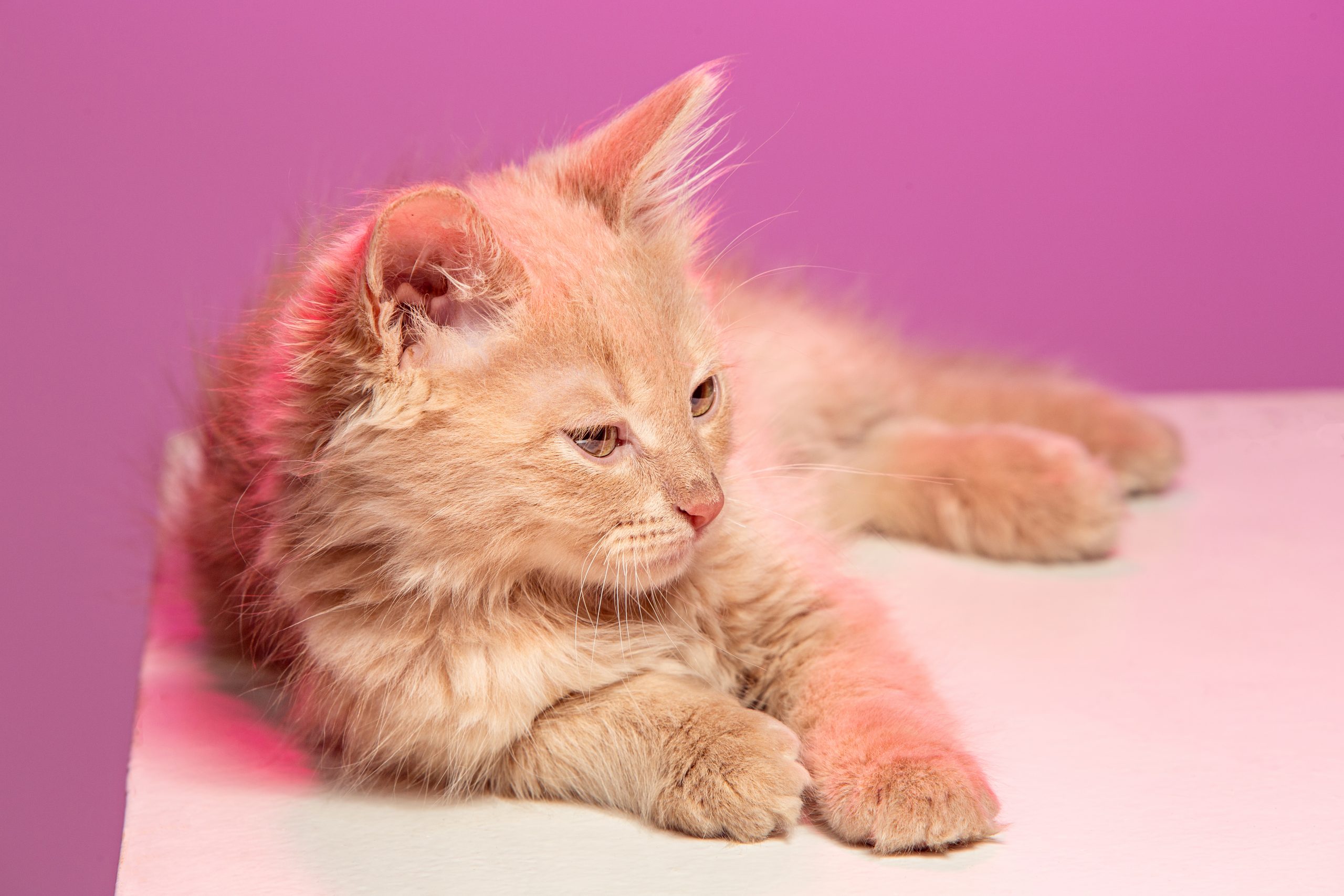 The cat on pink background Hairballs are common in cats that are constantly grooming themselves.