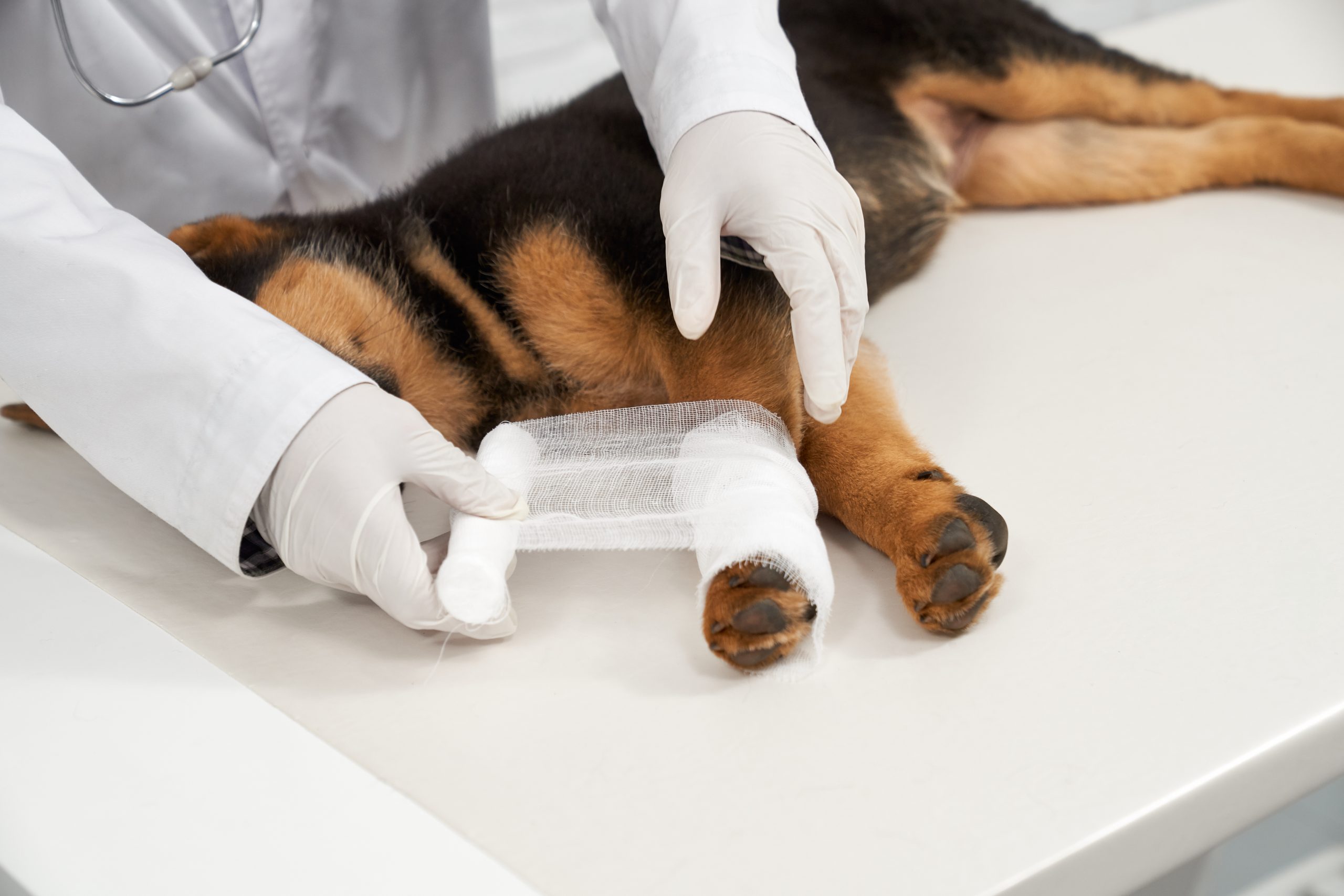 Crop of veterinarian hands bandaging shepherd puppy paw in vet clinic. Canine ACL injuries can cause discomfort in dogs. Treatment options depend on the severity.