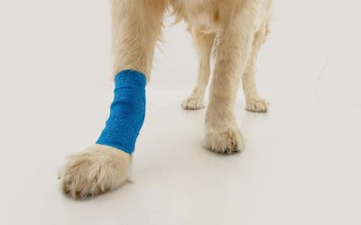 Accident Only pet insurance helps reimburse for treatments related to unexpected injuries.
