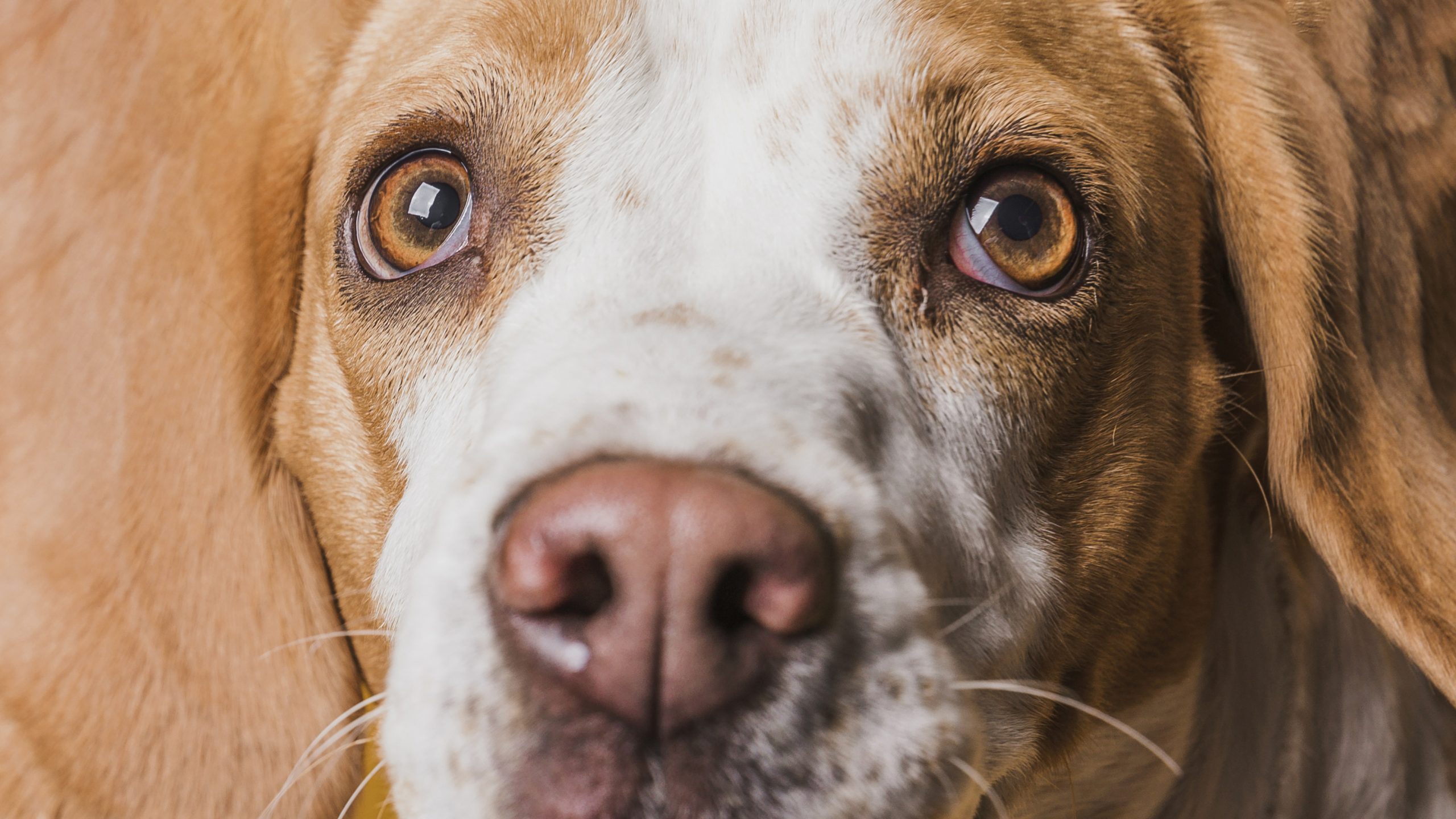 close-up-funny-face-beautiful-dog Understand the signs, symptoms and treatments of cataracts in dogs.