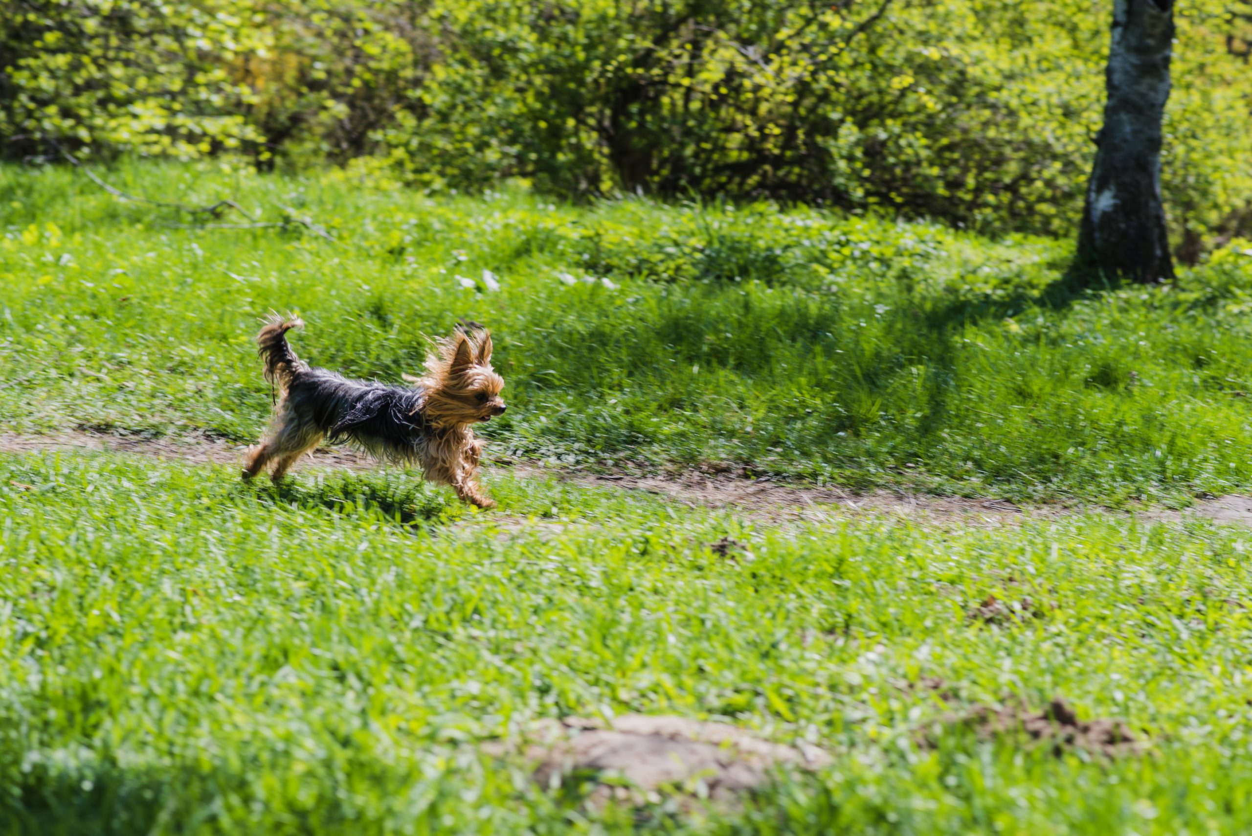 SVYATKOVSKY.COM Dogs can technically eat cicadas, but it is not recommended.