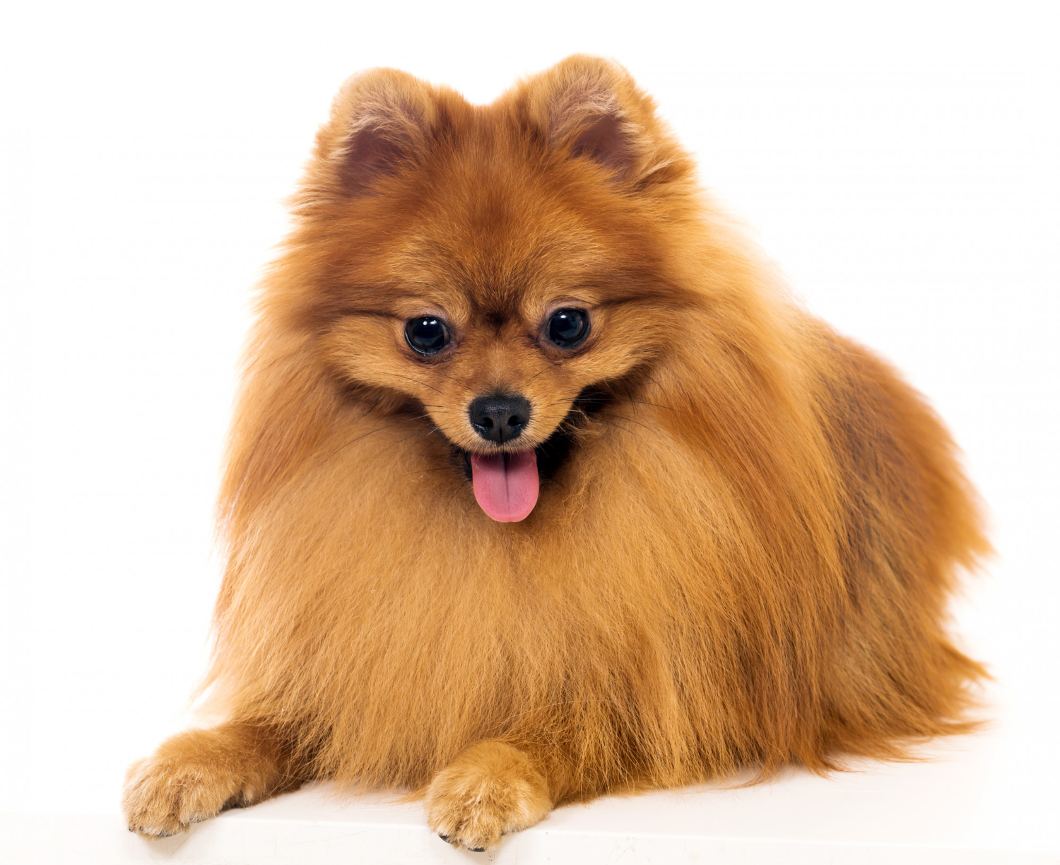 Cute spitz dog The DAPP vaccine protects your puppy and adult dog from many viruses.