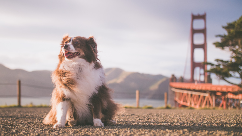 Closeup shot of a cute dog sitting on the ground on a sunny day near a lake and a bridge The rising costs of veterinary care is making it difficult for pet parents to provide medical treatments for their pets, especially in California.