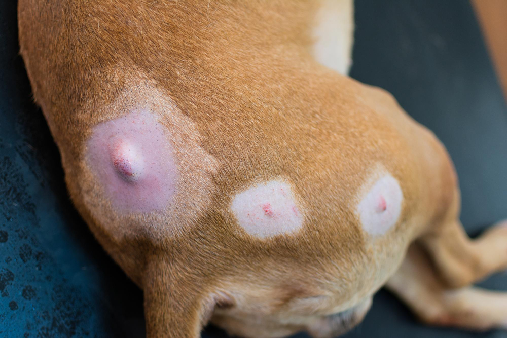 Close-up photo of a dog with lumps on his skin before the surgery There are many types of dog cysts which can vary in appearance, location, and severity.