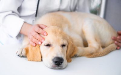 IBD is a condition that affects a dog’s gastrointestinal tract, leading to chronic inflammation and discomfort.