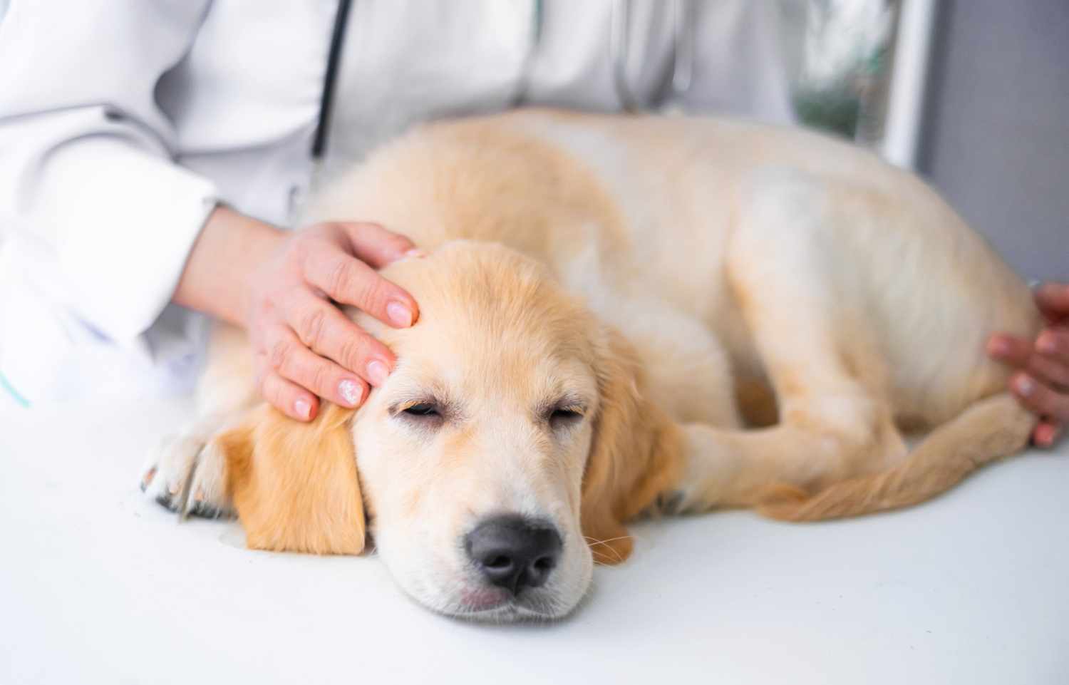 Cute dog in veterinary clinic IBD is a condition that affects a dog’s gastrointestinal tract, leading to chronic inflammation and discomfort.