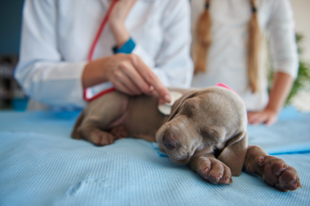 Routine check of puppy’s health There are four defined stages of heartworm disease, and the cost of treatment varies based on stage.