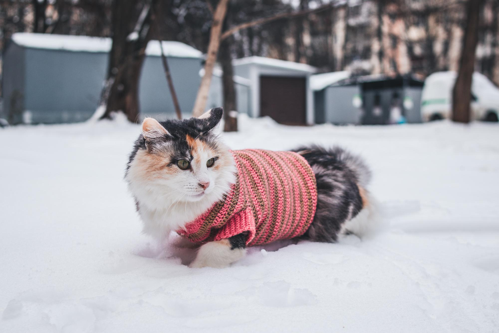 Cute cat in a sweater lying on the snow in the playground Outdoor cats conserve energy by lowering their activity levels and seeking out warm, insulated spots to stay comfortable.