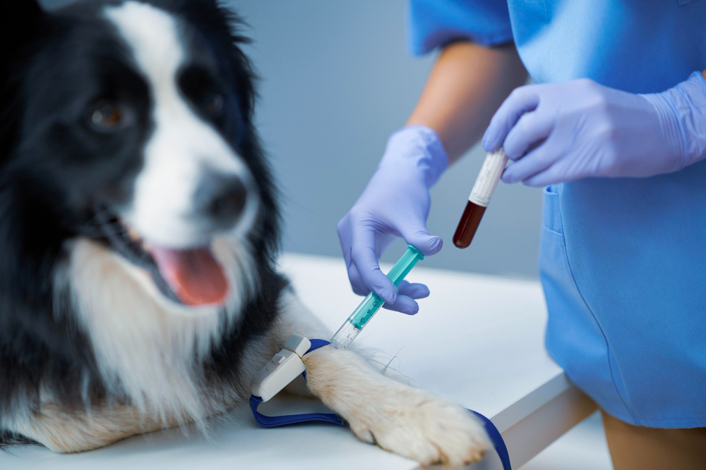 Female vet taking blood sample and examining a dog in clinic Blood work can aid in the early detection of canine diseases, provide a baseline of your dog's health and help you understand the effectiveness of certain treatments.