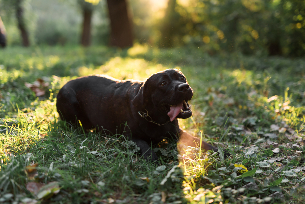 Portrait of a black labrador sticking out tongue lying on green grass Constipation in dogs may lead to bloating, uncomfortableness, and loss of appetite.