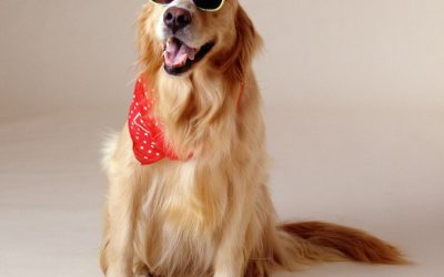 Golden Retrievers are friendly and loyal, and the. breed makes a great family pet.