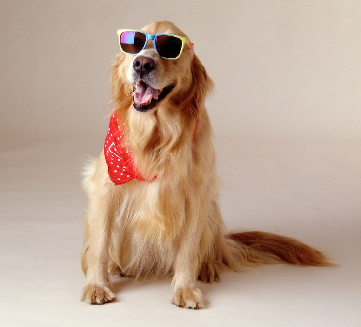 beautiful-shot-golden-retriever-wearing-cool-sunglasses-red-handkerchief_181624-24610 Golden Retrievers are friendly and loyal, and the. breed makes a great family pet.