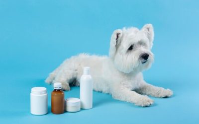 Gabapentin can help with seizures, pain management, and anxiety in dogs.