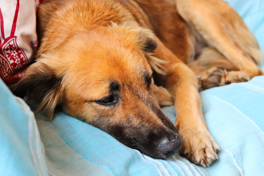 Cute brown dog sleeping peacefully on the blue covers of a sofa Constipation, dehydration, and lethargy could be side effects of Imodium in dogs.