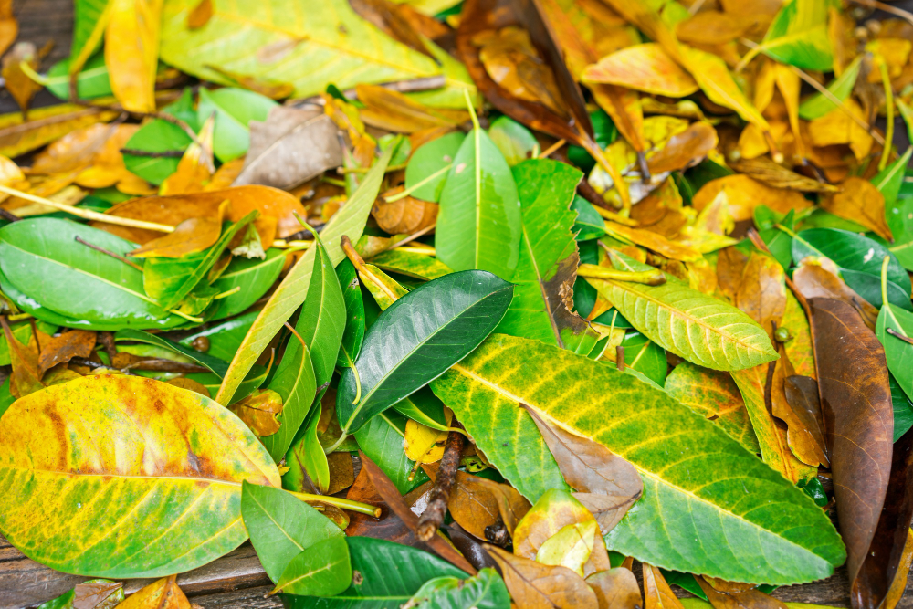 Close-up of leaves on the ground Some leaves may be safe for dogs to eat but others may be harmful