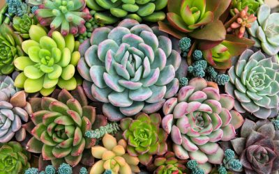 Some succulents can be poisonous to both cats and dogs, and can cause mild to severe reactions.